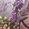 Hanna Hentai – POV Gentle Giantess Hanna finds a fairy in an enchanted forest